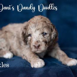Speckles - Red merle male Aussiedoodle puppy in Roebuck, South Carolina from Dani's Dandy Doodles