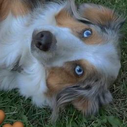 Australian Shepherds and Miniature American Shepherds from River Raine Minis