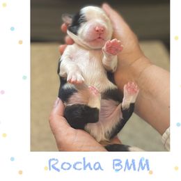 Roca - Blue merle Miniature American Shepherd puppy in Modesto, California from HeartSong Australian Shepherds