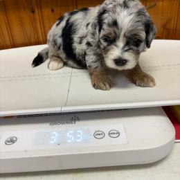 Crockett - Merle male Bernedoodle puppy in Waco, Texas from Doodles of Your Dreams (formerly Texana Doodles)