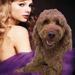 Shiloh - Goldendoodle