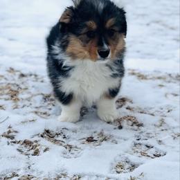 Tri female 1 WITH tail - Black and tan female Pembroke Welsh Corgi puppy in Hale, Michigan from All Hale Corgis