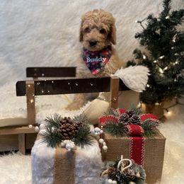 Bernedoodle Puppies from PNW Sheepies and Doodles