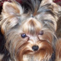 Yorkshire Terriers from Adk Mountains Tiny Dreams