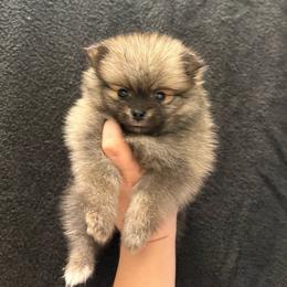 Hazel - Cream sable female Pomeranian puppy in Texas from Tiny Tornado Poms
