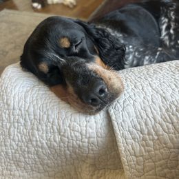Dolly - English Springer Spaniel