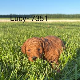 Girl 2 - 7351 - Apricot female Goldendoodle puppy in Wever, Iowa from JK Royal Lines