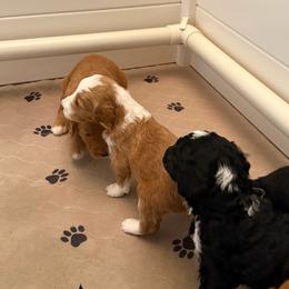 Hot Pink (Myrtle) - Yellow and white female Bernedoodle puppy in Moulton, Alabama from Triple W Doodles