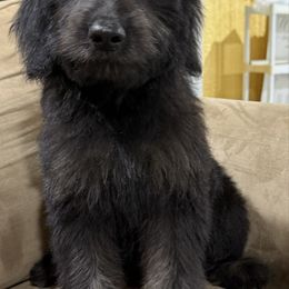 Shadow - Dark golden male Golden Retriever puppy in Wortham, Texas from Rogers Pups