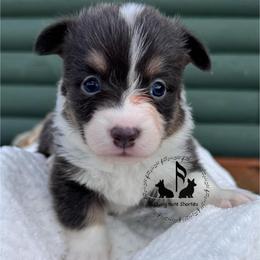 Bluie Sage Full Fluffy With A Tail - Blue female Pembroke Welsh Corgi puppy in Casper, Wyoming from Flying Note Shorties