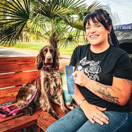 Boykin Spaniel and English Springer Spaniel Puppies from 31 Pines Springers & Retrievers