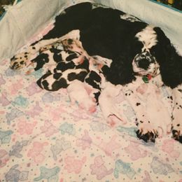 Cocker Spaniel Puppies from Moonfyre cockers