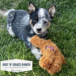 Australian Cattle Dog Puppies from Grit ‘n’ Grace Ranch