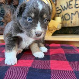 Lariat - Red tri-color female Australian Shepherd puppy in Boise, Idaho from Black Canyon Corral Aussies