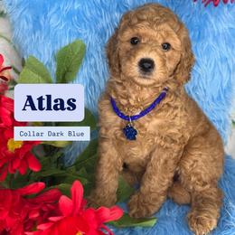 Atlas (Dark Blue) - Cream male Goldendoodle puppy in Miami, Florida from Katy's Toy Poodles
