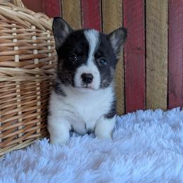Betsy - Brindle and white female American Corgi puppy in Shawnee, Oklahoma from Sunray Ranch