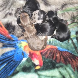 Dachshund Puppies from Dicrocco's Doxies