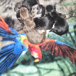 Dachshund Puppies from Dicrocco's Doxies