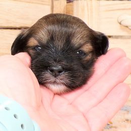 Jeanette - Red gold female Lhasa Apso puppy in Jefferson, New York from Absolute Lhasa Love