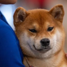 Tofana - Shiba Inu