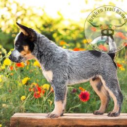 Riley - Blue speckled male Australian Cattle Dog puppy in Kalispell, Montana from BTR Australian Cattle Dogs