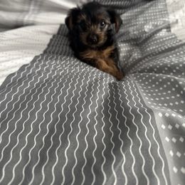 Ms Dotty i will be dark - Black and tan female Yorkshire Terrier puppy in Las Vegas, Nevada from Made in Heaven Yorkshire Terrier Las Vegas