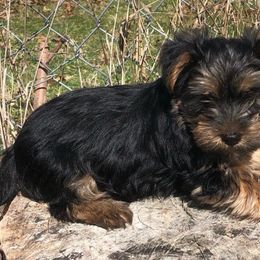 Girl 1 - Black and gold Yorkshire Terrier puppy in Marion, Indiana from Brandon's Yorkshire Terriers