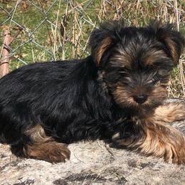 Girl 1 - Black and gold Yorkshire Terrier puppy in Marion, Indiana from Brandon's Yorkshire Terriers