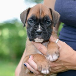Boxer Puppies from Mt Valley Boxers