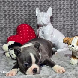 Captain America - Blue male Boston Terrier puppy in Millers Creek, North Carolina from Tumbling Shoals Hilltop Bostons