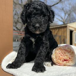 Daphne - Black female Goldendoodle puppy in Osage City, Kansas from Golden Ridge Goldens