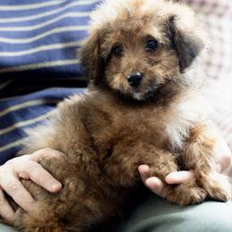 Ridge - Sable female Aussiedoodle puppy in Paoli, Indiana from Brambleberry Doodles