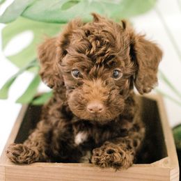 Cavapoos from A Home of Hope