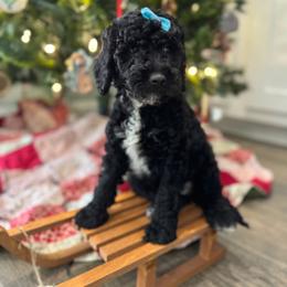 Bluegrass Bluey - Black female Goldendoodle puppy in Camden, North Carolina from Oopsie Doodles of NC