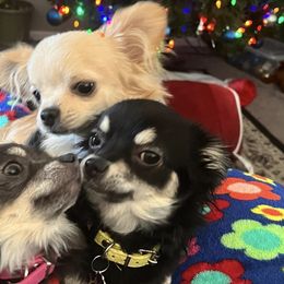 Chihuahuas from RodriguezPawPack