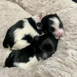 Sylveon - Black and white female Havanese puppy in Orange, California from Havanese Bragger’s
