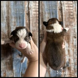 FLUFFY COAT-BISCUIT - Red male Pembroke Welsh Corgi puppy in Berea, Kentucky from SunShine Corgis