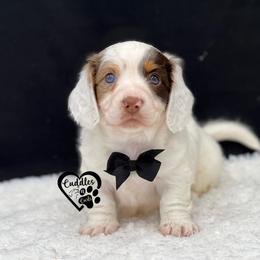 Tucker - Piebald male Dachshund puppy in Nashville, Arkansas from Cuddles n Curls