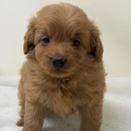 Boy 3 - Red  male Goldendoodle puppy in Haleyville, Alabama from Susan’s Prefurred Doodles