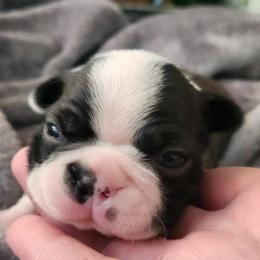 Brown Collar - Seal and white male Boston Terrier puppy in Shreveport, Louisiana from Cristi's Port Bostons