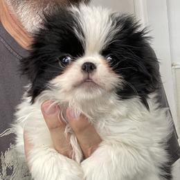 Boy 1 - Black and white male Japanese Chin puppy in Durant, Oklahoma from Sakura Japanese Chin