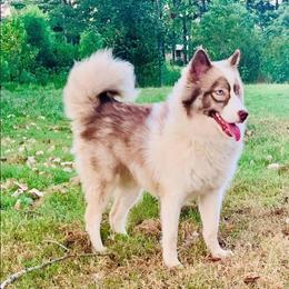 Penny - Siberian Husky
