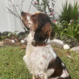 Bitsey - English Springer Spaniel