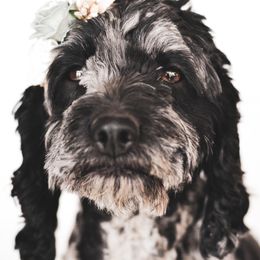 Hazey - Cockapoo