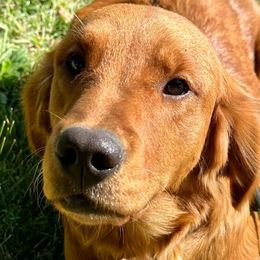 Peach - Golden Retriever
