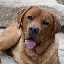 Captain - Labrador Retriever