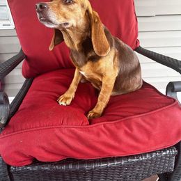 Tina - Beagle