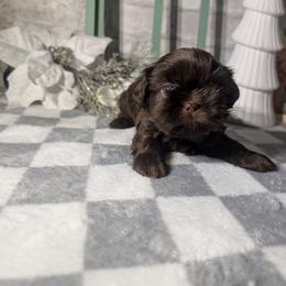 Fynn - Chocolate male Shih Tzu puppy in Poultney, Vermont from Morgan's Shih Tzus