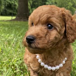 Klous - Red  Poodle puppy in Tennessee from Paige & Adele Poodles