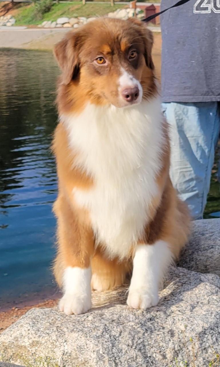 Willow